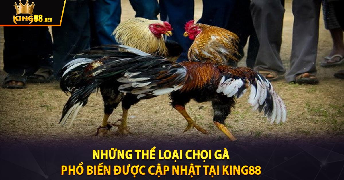 Những thể loại chọi gà phổ biến được cập nhật tại KING88 